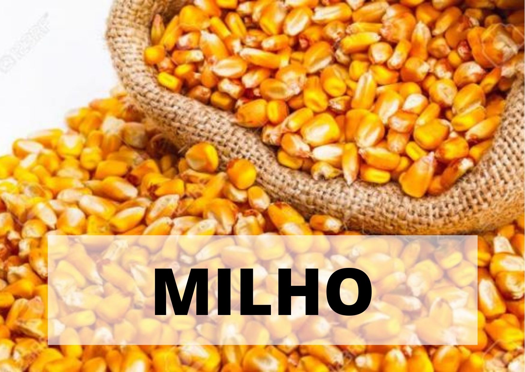 MILHO.jpg