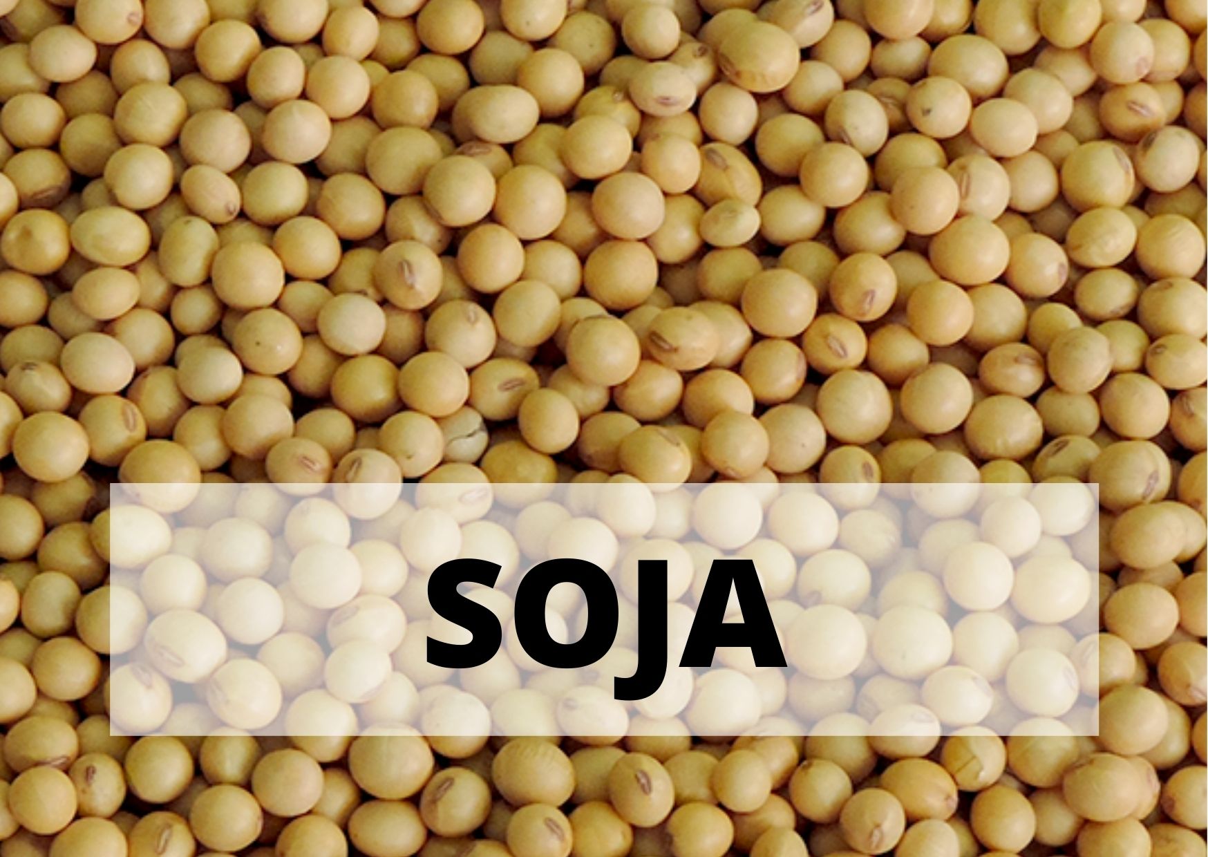SOJA.jpg