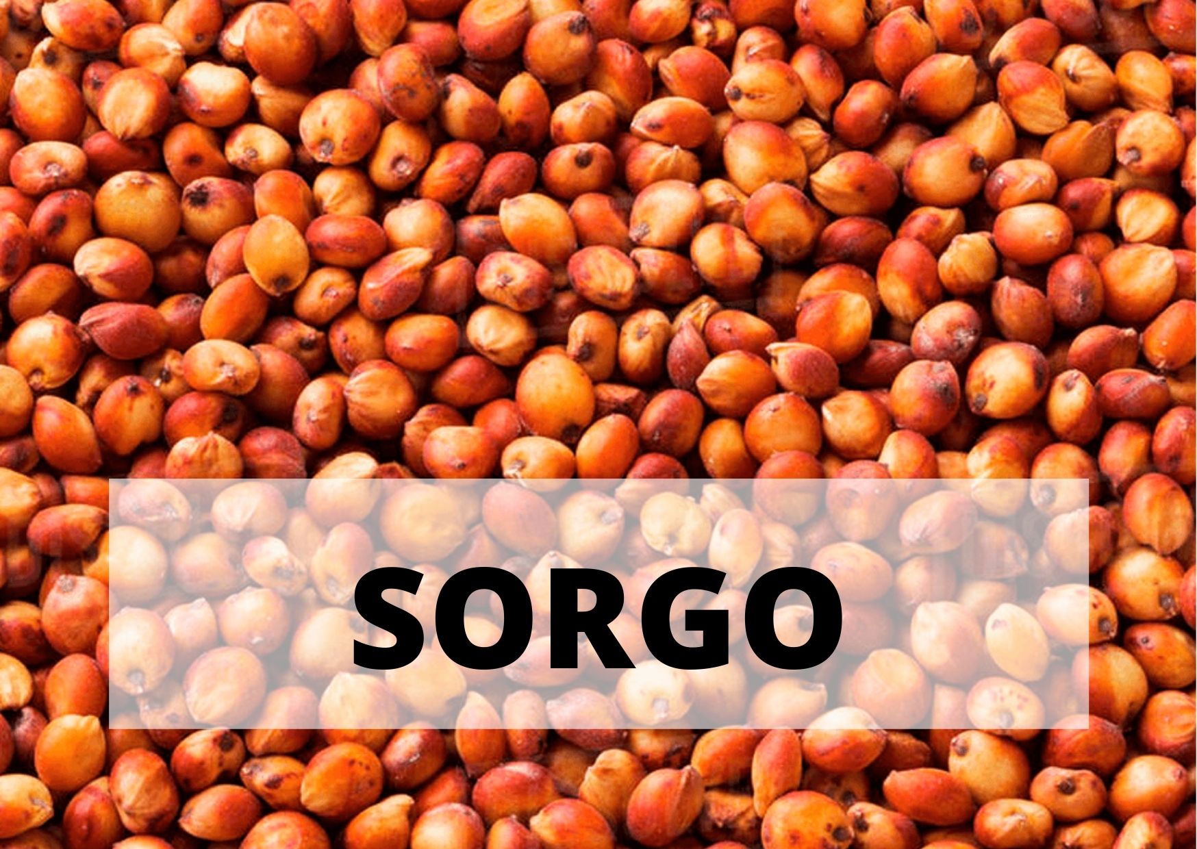 SORGO.jpg